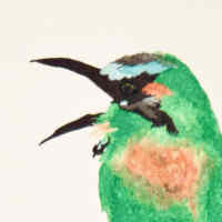 a motmot