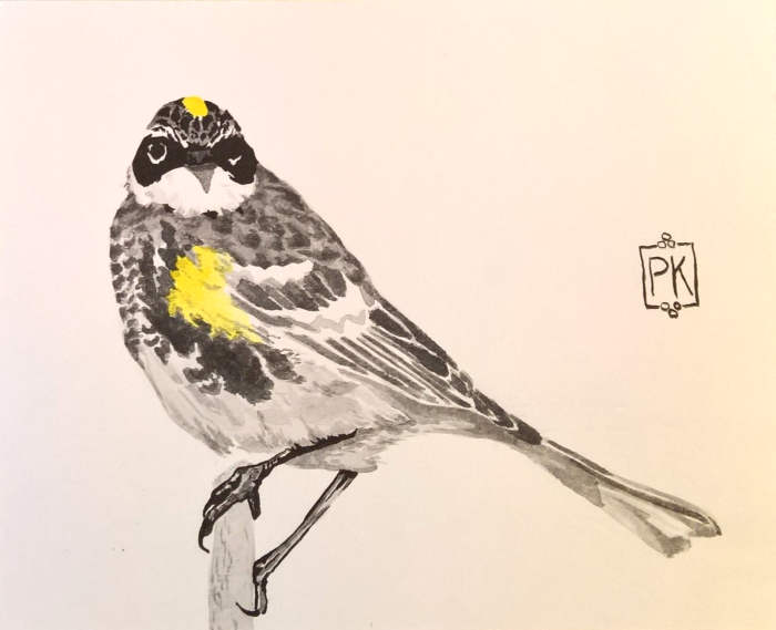 I drew a bird